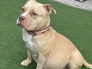 American Bully dogs ✨ Pocket bully puppies ✨ - Advert 15