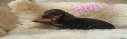 Miniature Dachshund dogs for sale: 🐕🐕3 miniature dashund puppy’s 🐕🐕 - Advert 6