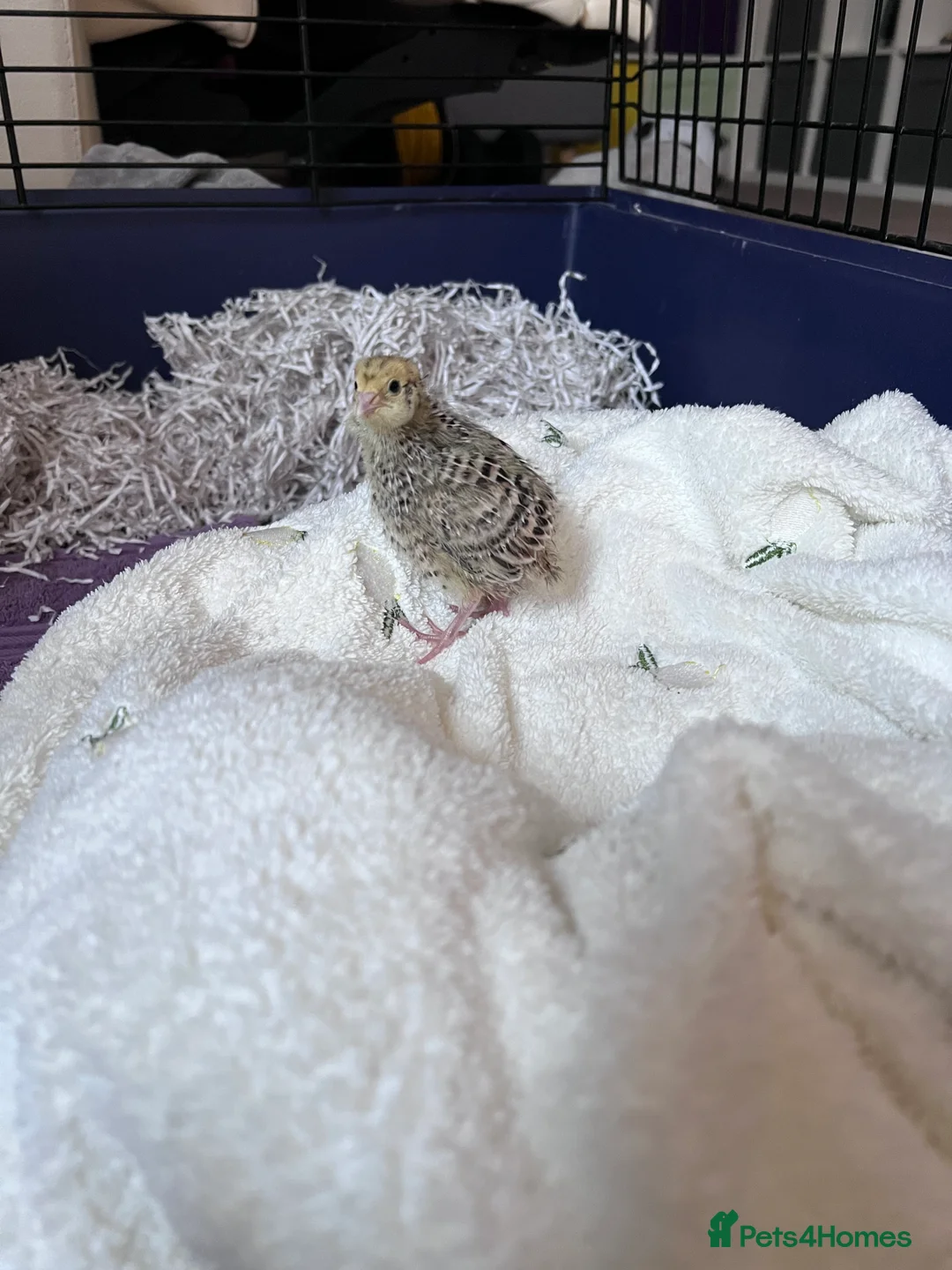 Quail poultry for sale: 2 quails - Advert 2