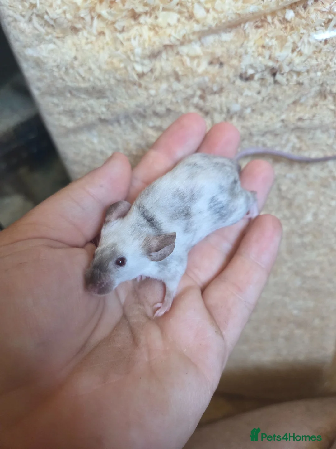 Mouse rodents for sale: Fancy mice females various colours £12.50 - Advert 1