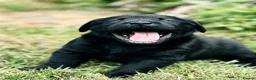 Labrador Retriever dogs for stud: Labrador, proven, health tested, show bred  - Advert 11