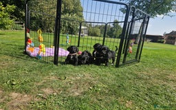 Springador dogs for sale: 💥FULL HEALTH TESTED BLACK SPRINGERDORS FOR SALE💥 in Market Drayton - Image 15