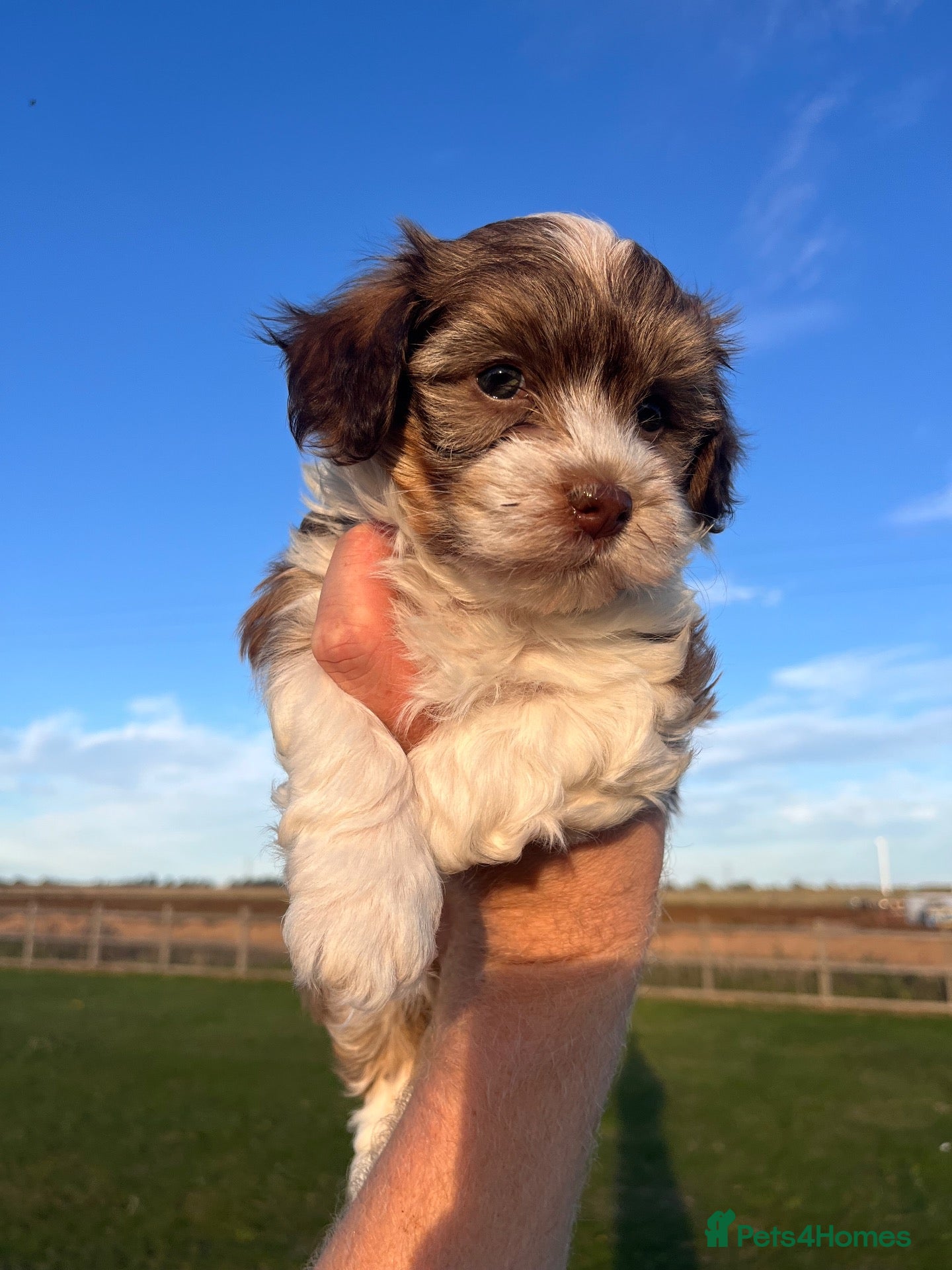 Havanese dogs Handsome havanese boy !!  - Advert 1