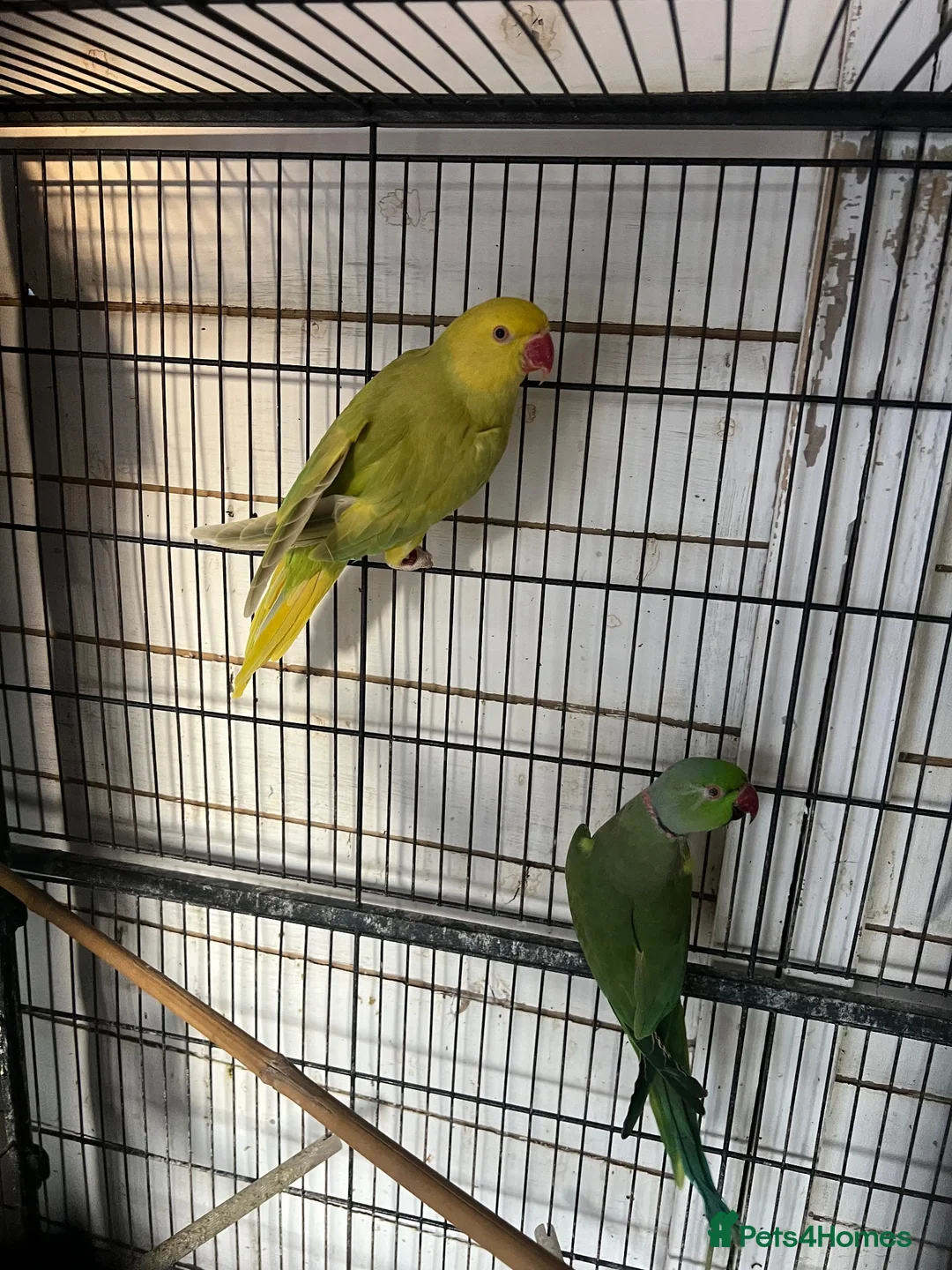 Ringnecks birds for sale: Ringneck’s - Advert 2