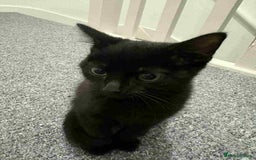 Domestic Shorthair cats for sale: Black Domestic Shorthair - Image 3