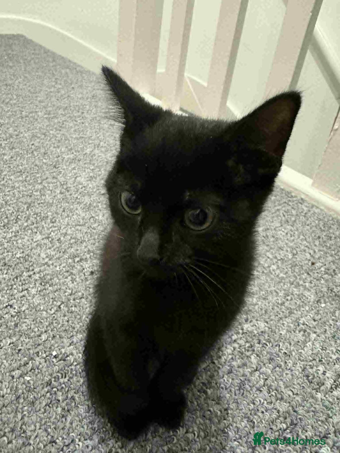 Domestic Shorthair cats for sale: Black Domestic Shorthair - Image 3