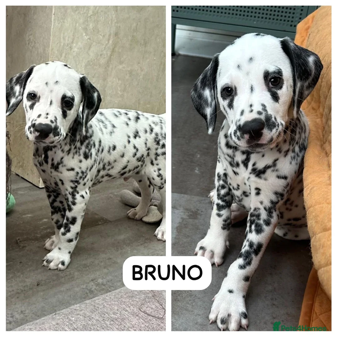 Dalmatian dogs for sale: KC Reg Dalmatian Puppies Black & Liver Ready Now - Advert 17