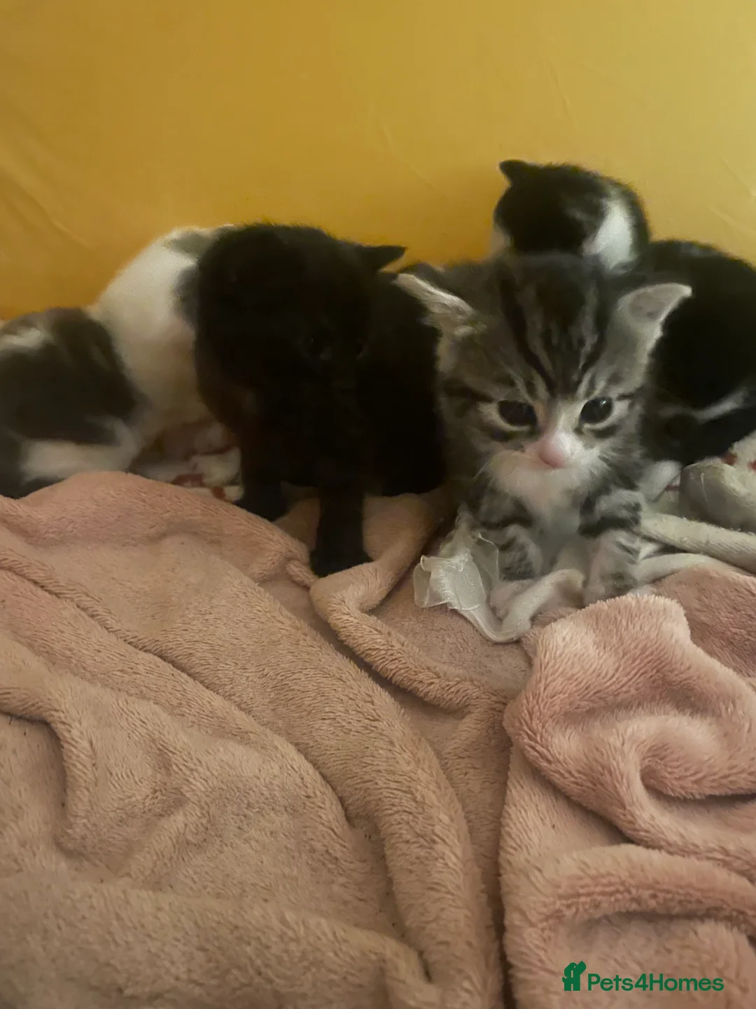 Domestic Shorthair cats for sale: Beautiful litter of 5 kittens 🐱  - Advert 2