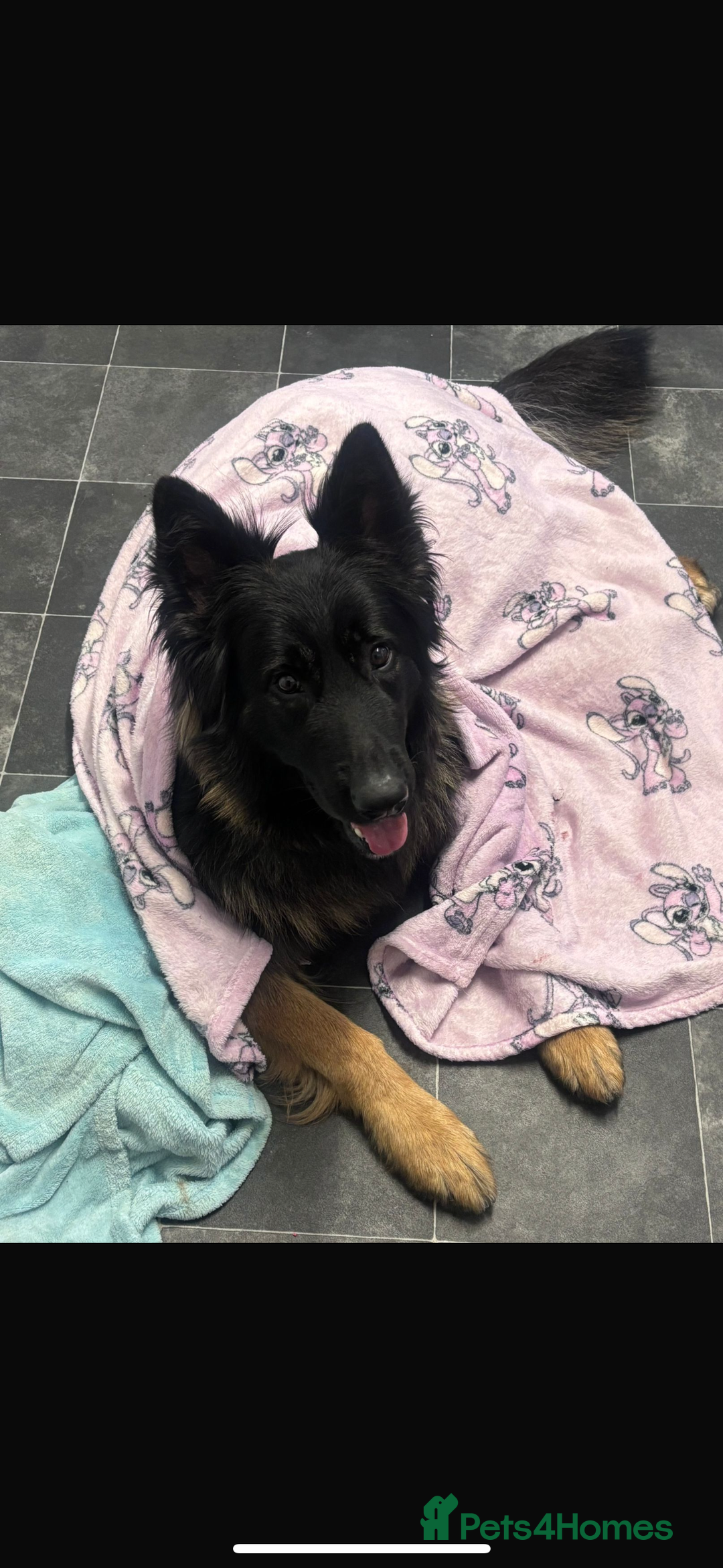 German Shepherd dogs for sale: 2 year old male German shepherd  - Image 4
