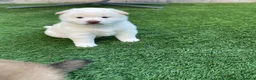 Japanese Shiba Inu dogs for sale: KC registered Japanese Shiba Inu puppies - Advert 14