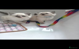 Ragdoll cats for sale: Ragdoll Kittens From Health Tested Parents. - Image 7