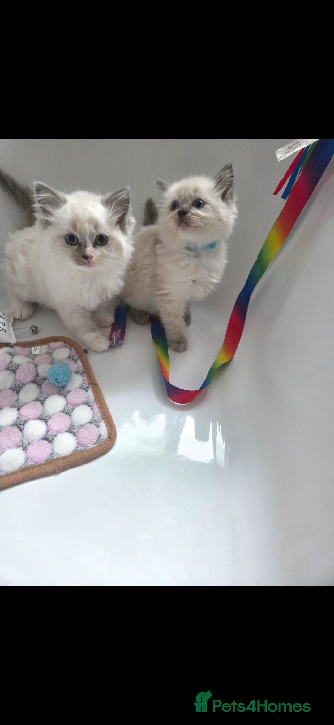 Ragdoll cats for sale: Ragdoll Kittens From Health Tested Parents. - Image 7