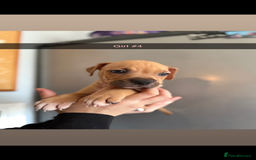 Mixed Breed dogs for sale: Staff x American bulldog - Image 8