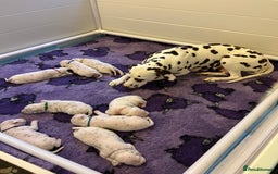 Dalmatian dogs for sale: LouAbidora  - Image 5