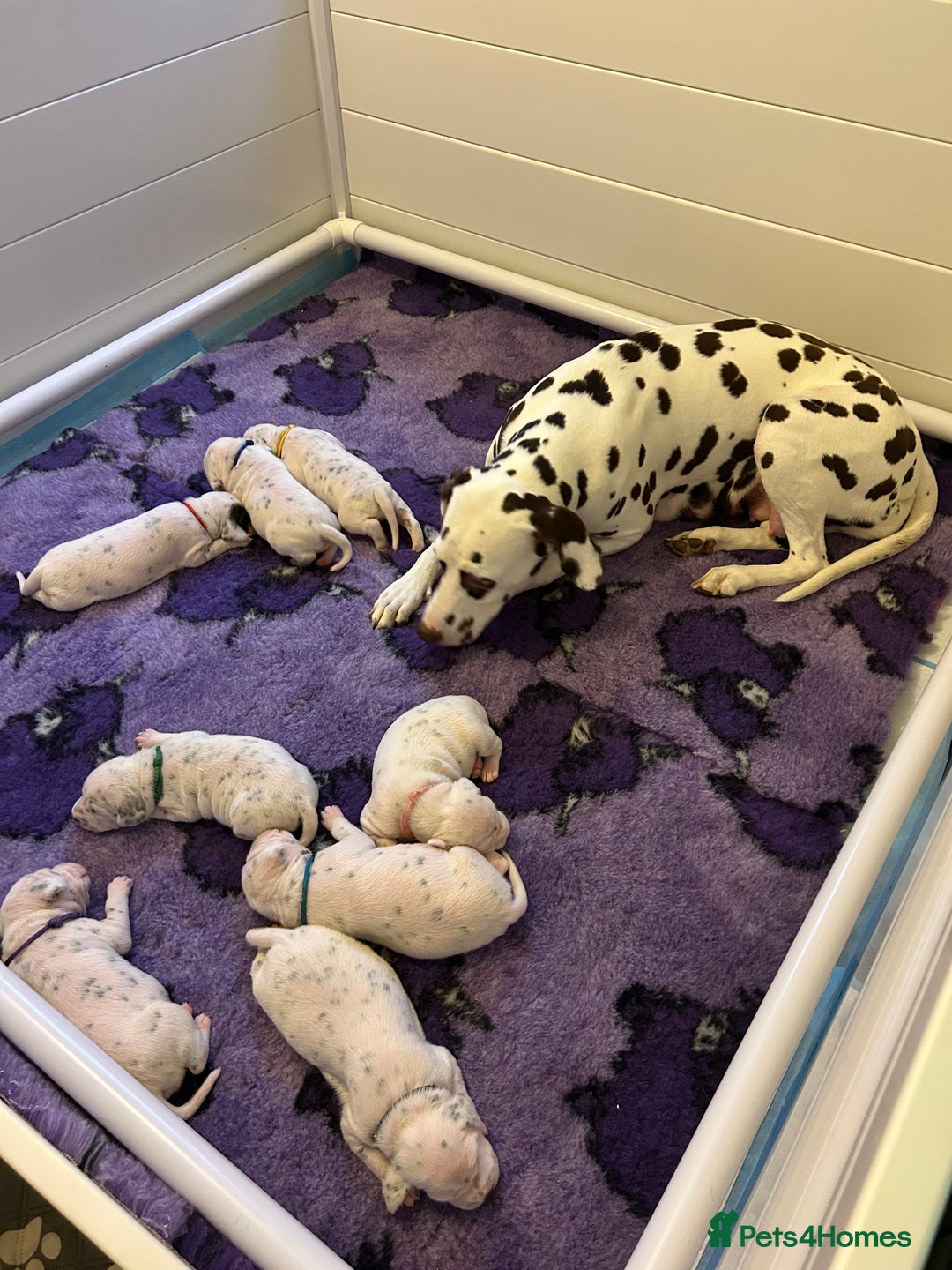 Dalmatian dogs for sale: LouAbidora  - Image 5