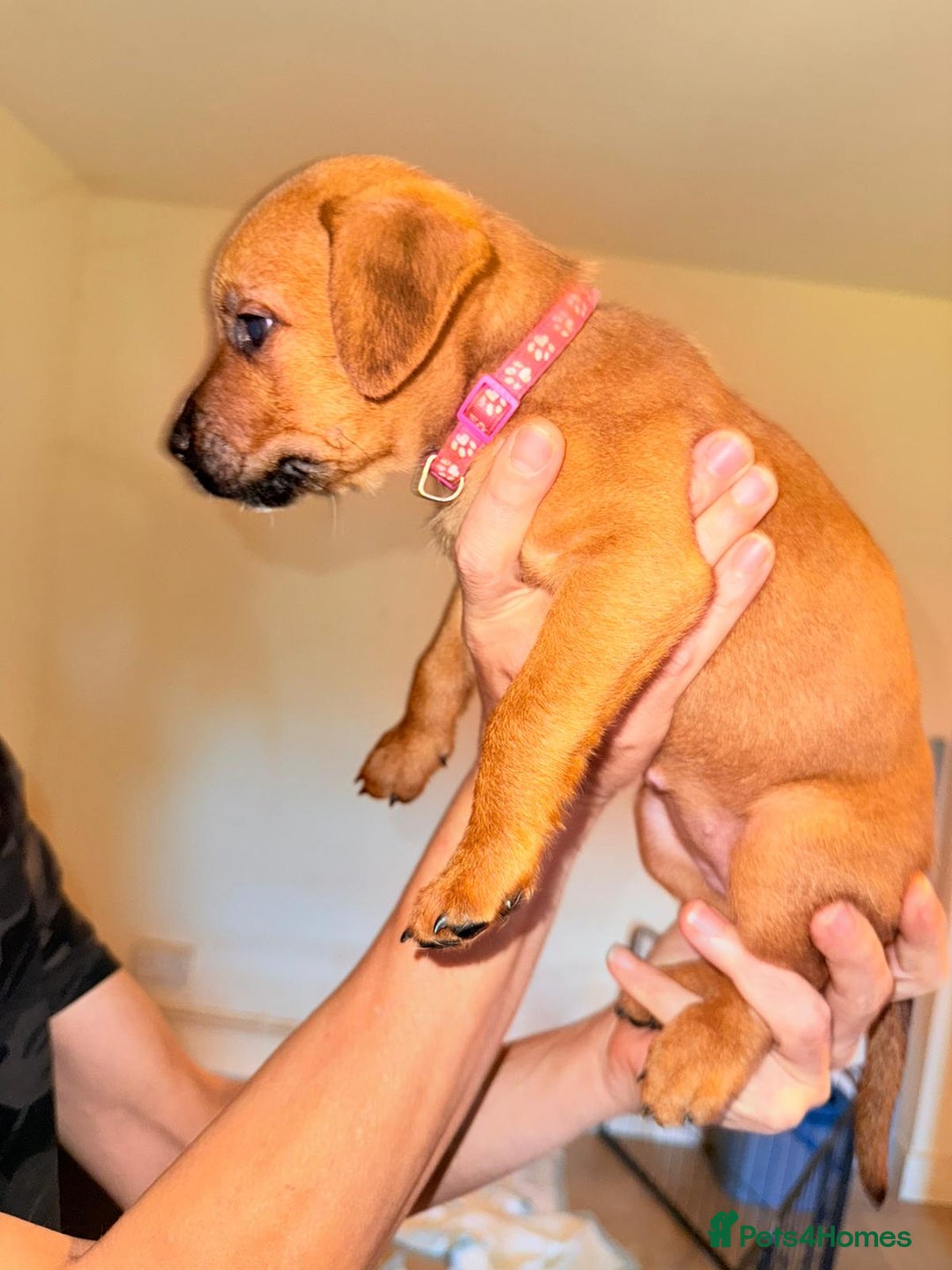 Mixed Breed dogs for sale: Mastiff x rottweiler  - Image 23