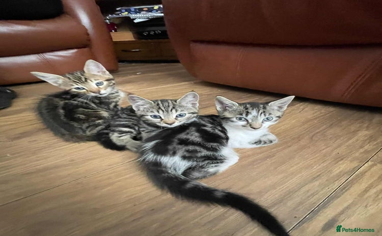 Mixed Breed cats - Advert 2