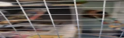 Parakeets birds for sale: 3 Birds and Big  wooden  cage nearly  new   - Advert 4
