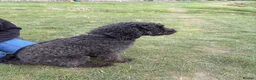 Cockapoo dogs for sale: Wilson – Cockapoo for Sale in Wigton - Advert 13