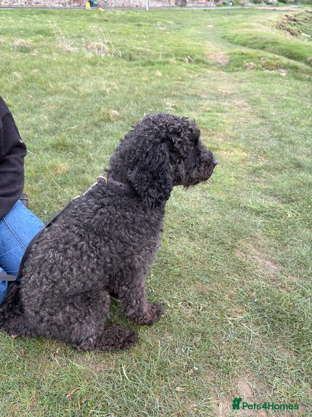 Cockapoo dogs for sale: Wilson – Cockapoo for Sale in Wigton - Advert 13