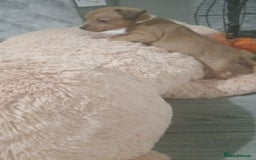 Patterjack dogs for sale: Patterjack/jackrussel - Image 3