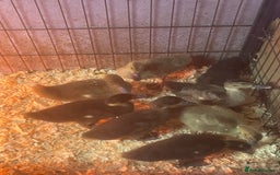 Ducks poultry for sale: 8 ducklings for sale  - Image 1