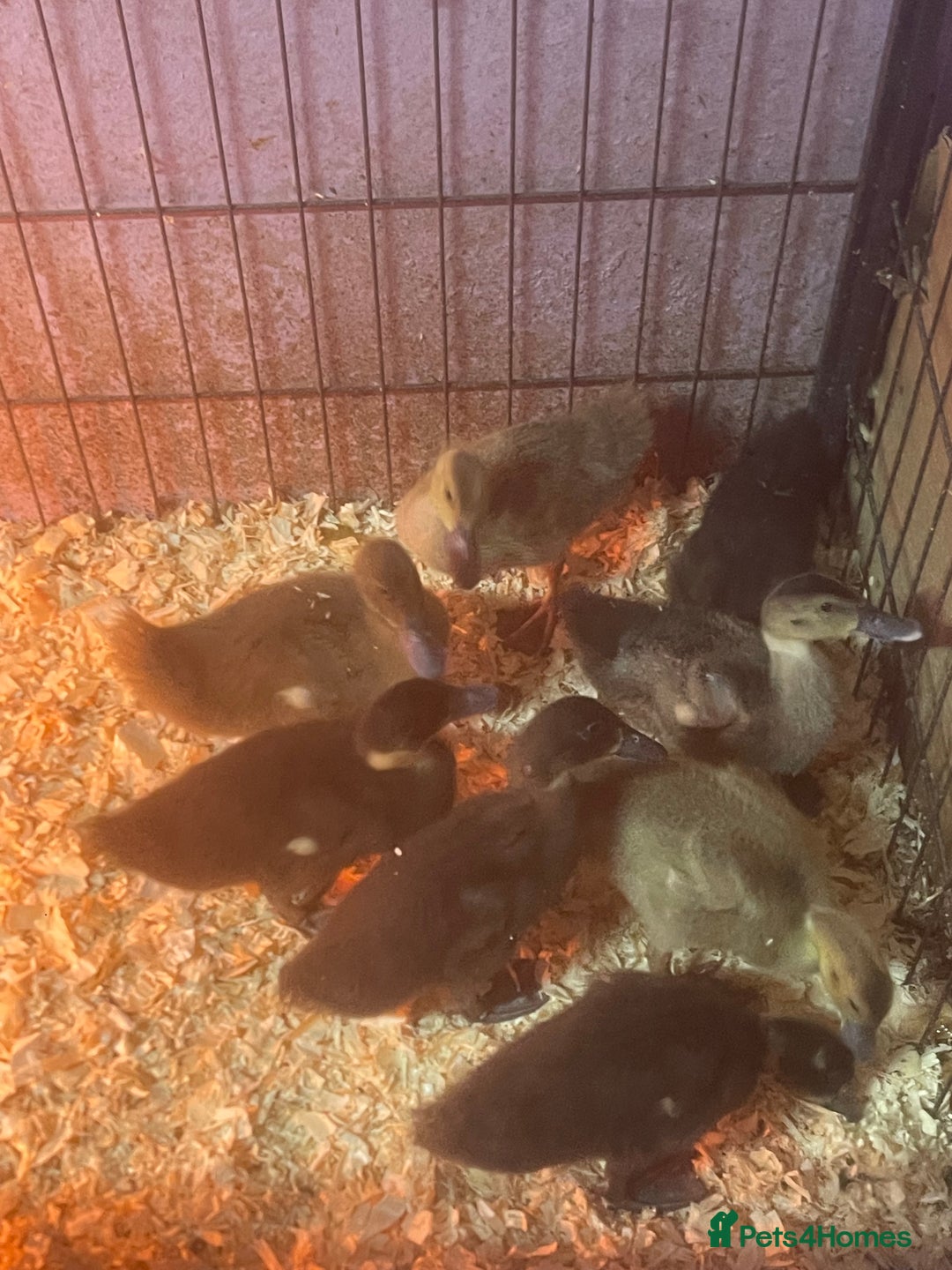Ducks poultry for sale: 8 ducklings for sale  - Image 1
