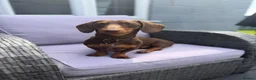 Miniature Dachshund dogs for sale: Frankie in Search of His Forever Home  in Alfreton - Advert 2