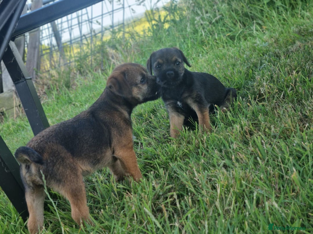 Border Terrier dogs for sale: Pedigree Border Terrier Puppies - Image 2