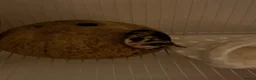 Sugar Glider rodents for sale: 2x Male sugar Gliders age 3 years - Advert 9