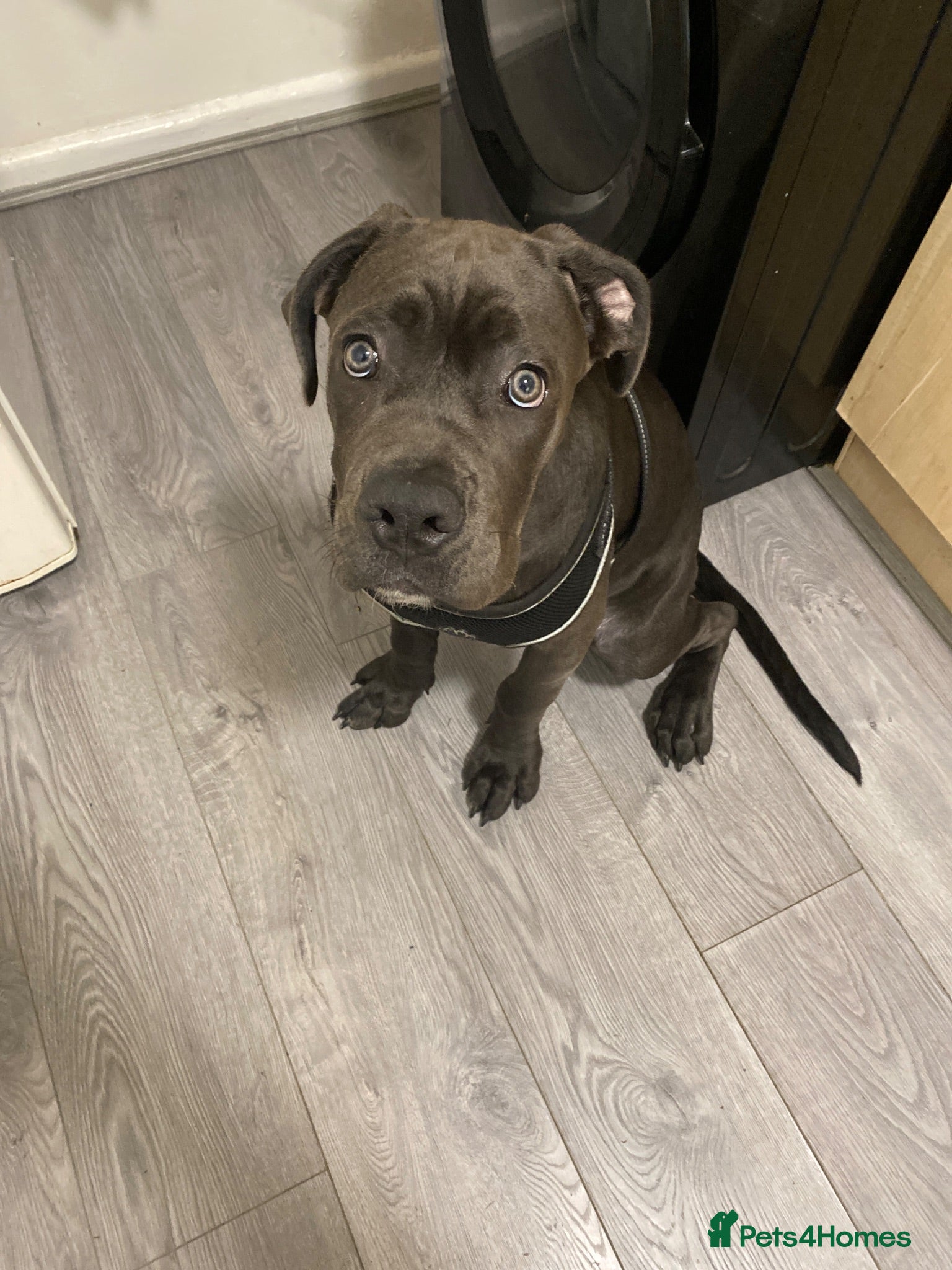 Cane Corso dogs Dogs name is prada - Advert 1