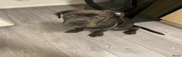 Cane Corso dogs for sale: Dogs name is prada in Nottingham - Advert 1