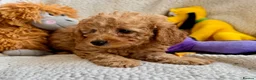 Miniature Poodle dogs for sale: Stunning pure miniature poodles  - Advert 4