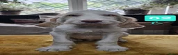Italian Spinone dogs for sale: Italian Spinone Pups - Advert 6