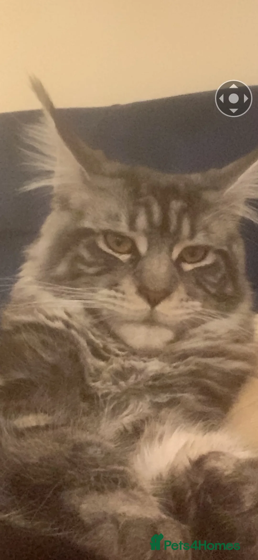 Maine Coon cats for stud: Loki the Maine coon for studding in Blackburn - Advert 1