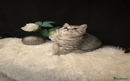 British Shorthair cats for sale: Silver Spotted Full Pedigree Registered BSH - Image 1