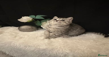 British Shorthair cats - Advert 15