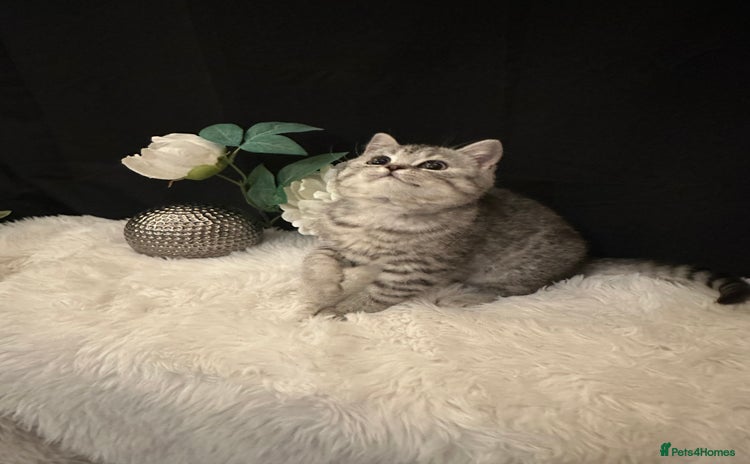 British Shorthair cats - Advert 16