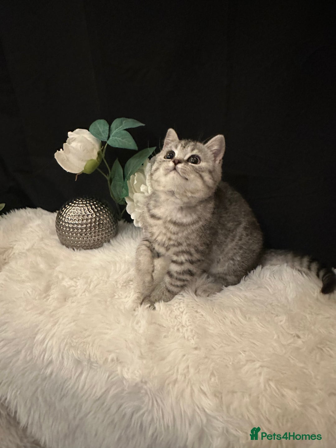 British Shorthair cats for sale: Silver Spotted Full Pedigree Registered BSH - Image 1