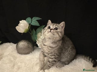 British Shorthair cats - Advert 29