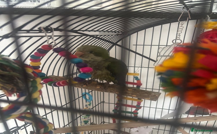 Parakeets birds - Advert 1