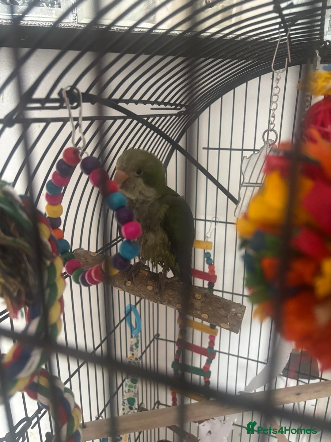 Parakeets birds for sale: Quaker monk parakeet - Image 1