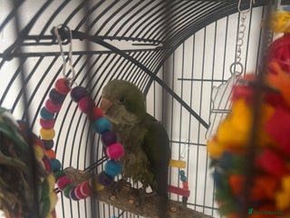 Parakeets birds - Advert 3