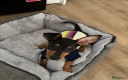 Mixed Breed dogs for sale: *Adorable 14-Week-Old Puppy for Sale!* - Image 5