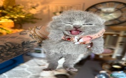 British Shorthair cats for sale: Outstanding kittens 😻 Champion line🥇🏆😻 - Image 23