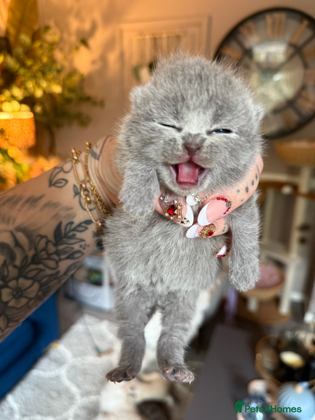 British Shorthair cats for sale: Outstanding kittens 😻 Champion line🥇🏆😻 - Image 23