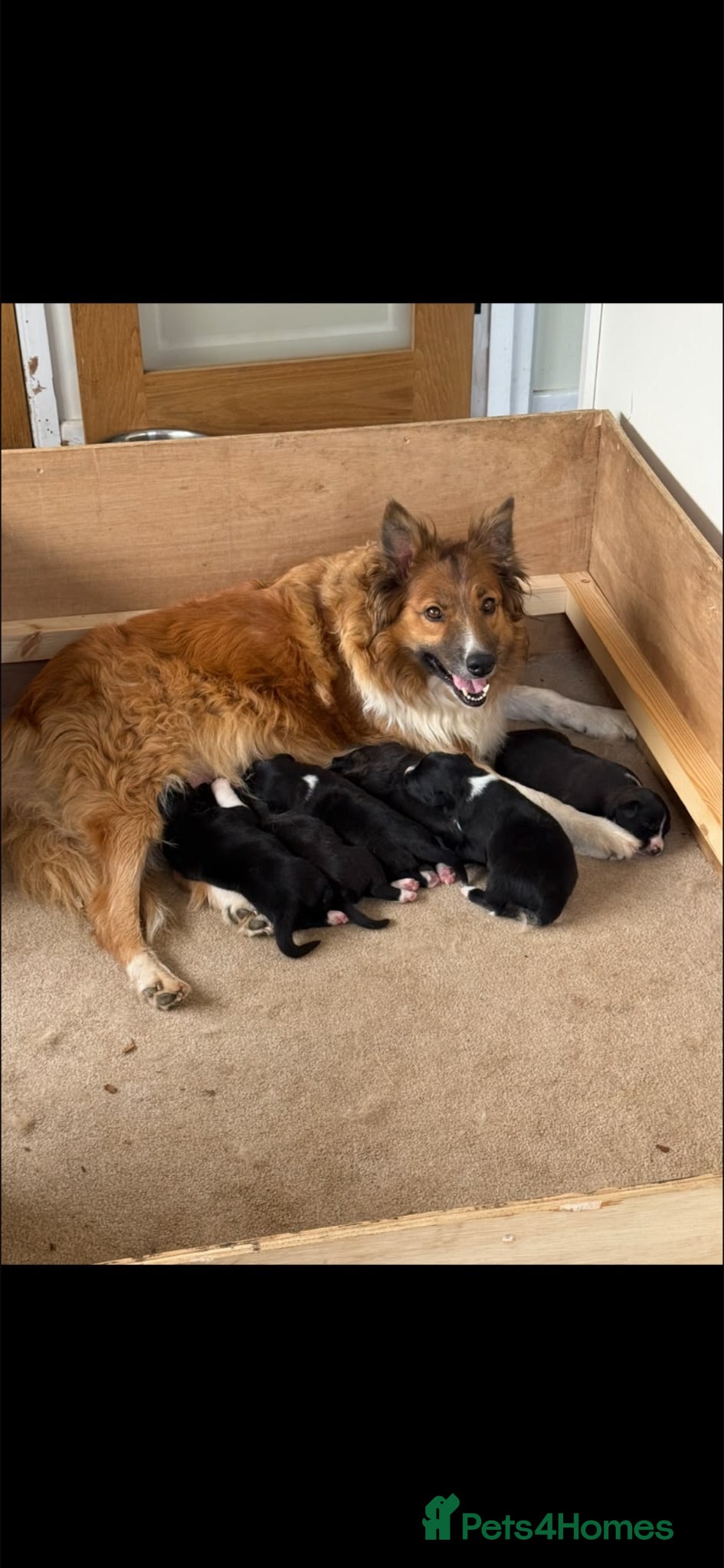 Mixed Breed dogs Collie puppy’s  - Advert 1