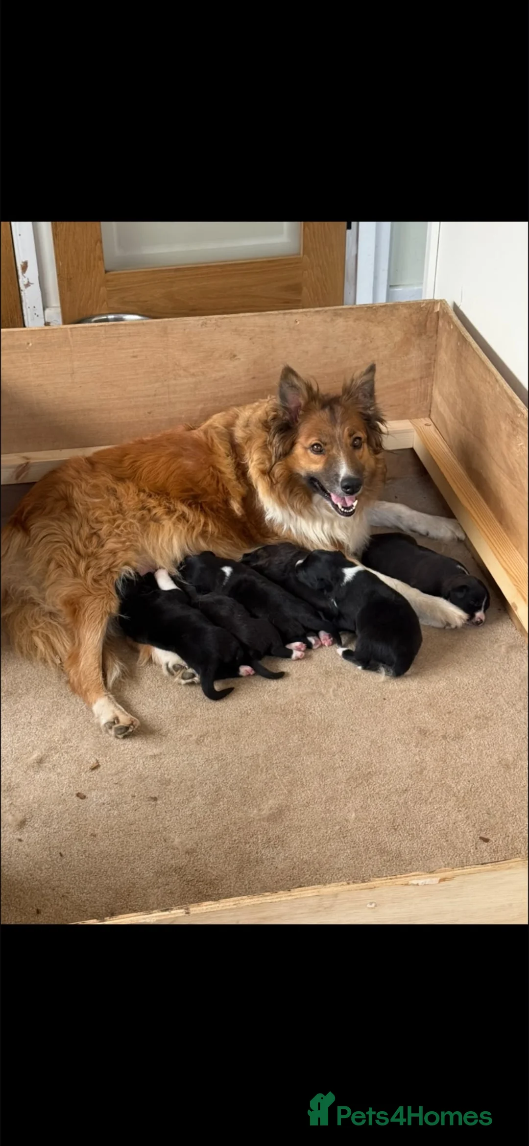 Mixed Breed dogs for sale: Collie puppy’s  in Ivybridge - Advert 1