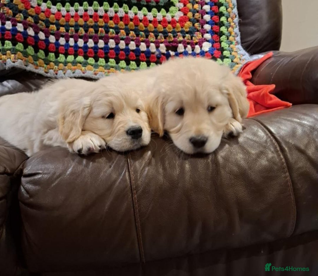 Golden Retriever dogs for sale: Beautiful fluffy golden retrievers - Advert 2
