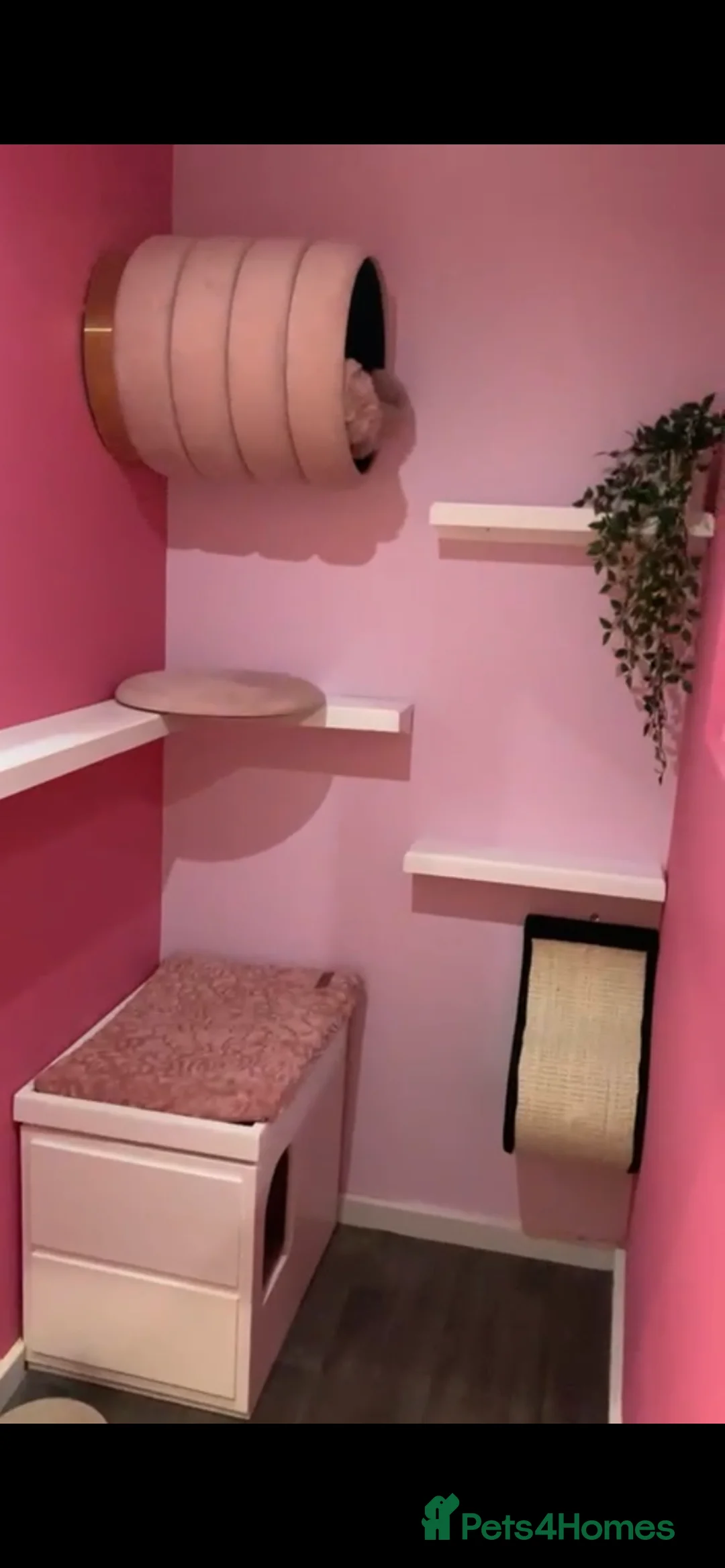 Mixed Breed cats for stud: 100% Proven studs available in Brighouse - Advert 5